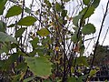 Thumbnail for File:Betula nigra 2zz.jpg