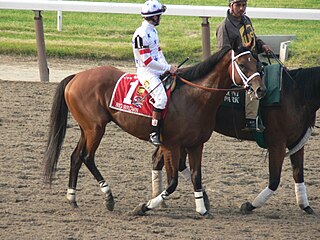 <span class="mw-page-title-main">Big Brown (horse)</span> American-bred Thoroughbred racehorse