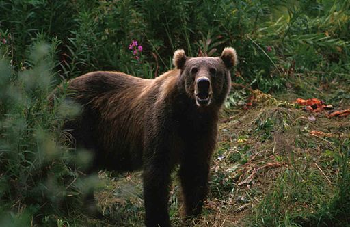 Big brown bear ursus arctos