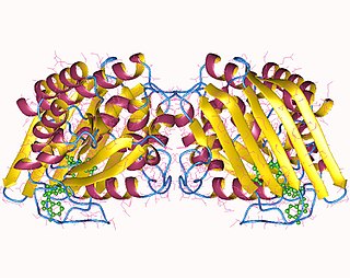 Biliverdin reductase A protein-coding gene in the species Homo sapiens