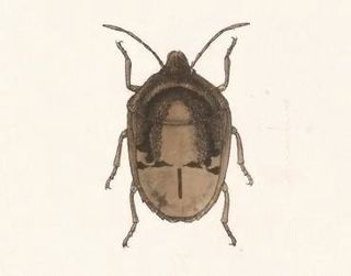 <i>Symphylus</i> Genus of true bugs