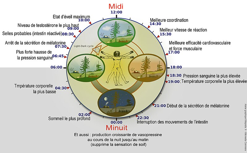 File:Biological clock humanNycthéméralFrenchVersion.jpg