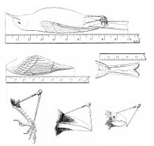 Most measurement requires the use of calipers. Here the measurement of length, wing, tail, tarsus and two forms of culmen measurement are shown. BirdMorphometrics.jpg