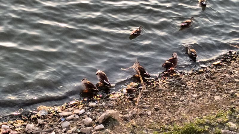 File:Birds at lake of india.jpg