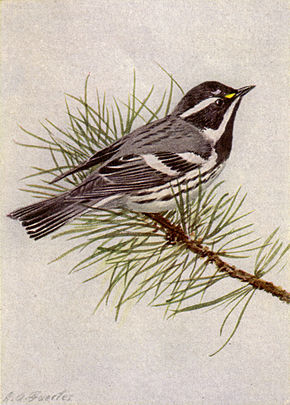 Beskrivelse af sort-throated Gray Warbler NGM-v31-p316-C.jpg billede.