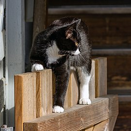 Black and white cat balancing on a gate in Tuntorp