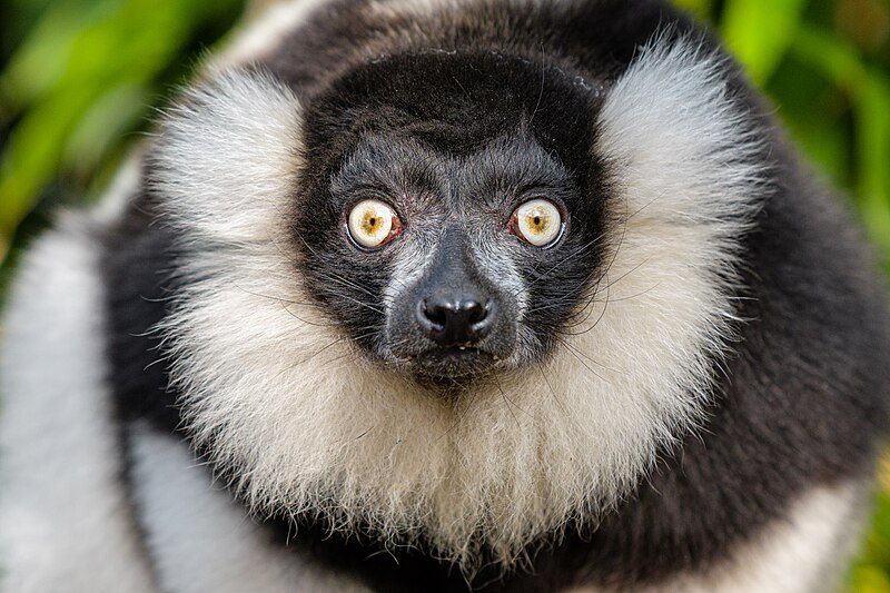 File:Black and white ruffed lemur - 51994096947.jpg