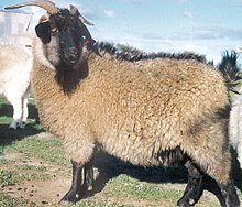 An Australian cashmere goat Black cashmere goat doe.jpg