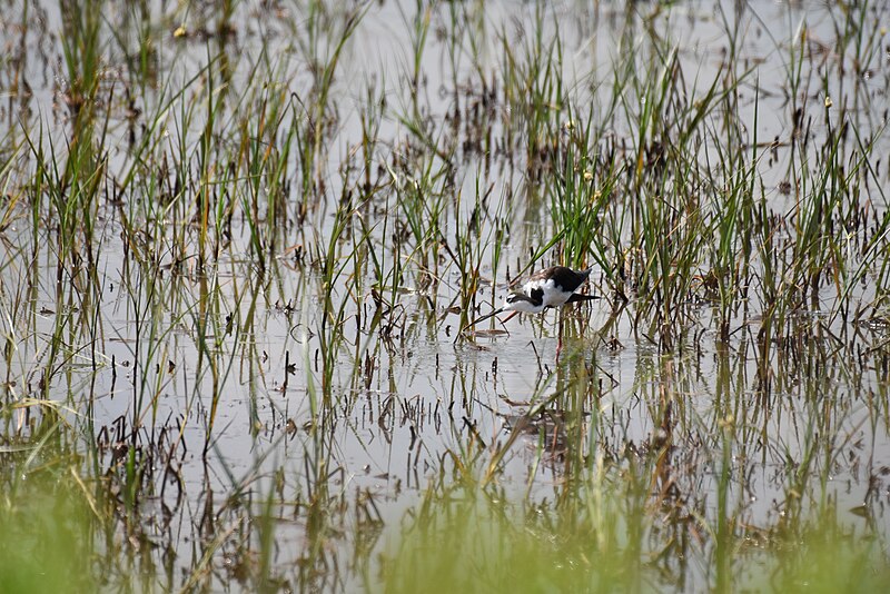 File:Black necked stilt bombay hook 7.30.20 DSC 0615.jpg