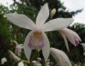 Bletilla striata white colour