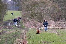 Bloodhound trial in the UK. Hound and handler approach their quarry (the photographer), with judges following behind. Bloodhound trials in the UK.jpg