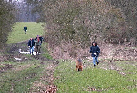 Bloodhound trial in the UK. Hound and handler approach their quarry (the photographer), with judges following behind.