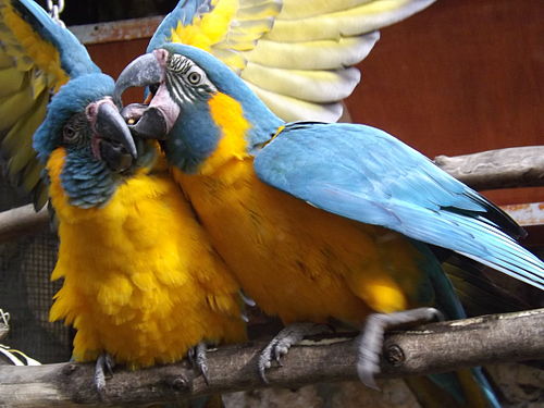 Blue-throated Macaws (Ara glaucogularis) at the Jerusalem Biblical Zoo