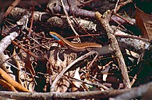 Blåhalset regnbue-skink (Carlia rhomboidalis) (9917545846) .jpg