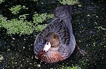 Fotograie kachny plavoucí po vodní hladině