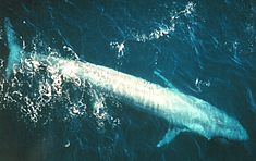 Une baleine bleue (Balaenoptera musculus).