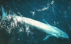 一條喺太平洋東部游水嘅藍鯨