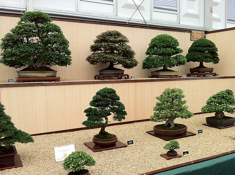 File:Bonsai at Chelsea (3).jpg