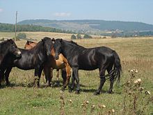 photo en couleurs de quatre chevaux brun noir dans un pré, deux regardent en direction du photographe