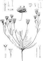 Thumbnail for File:Botany (1871) (20746824145).jpg