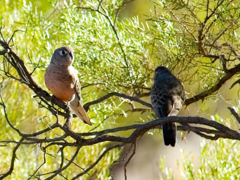 File:Bourkes Parrot Bowrac QLD.jpg