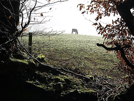 Fail:Bovine grazing by Webberton Wood - geograph.org.uk - 688125.jpg