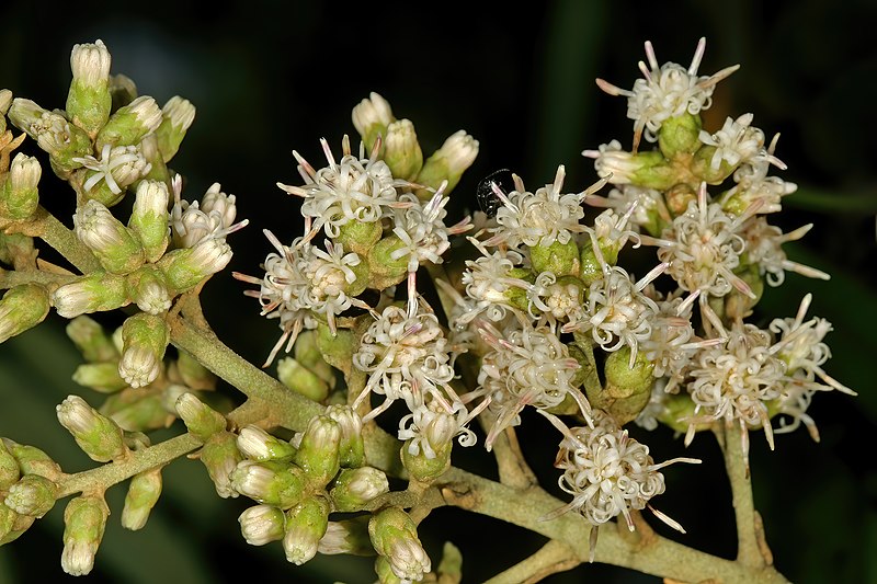 File:Brachylaena neriifolia 1DS-II 2838.jpg