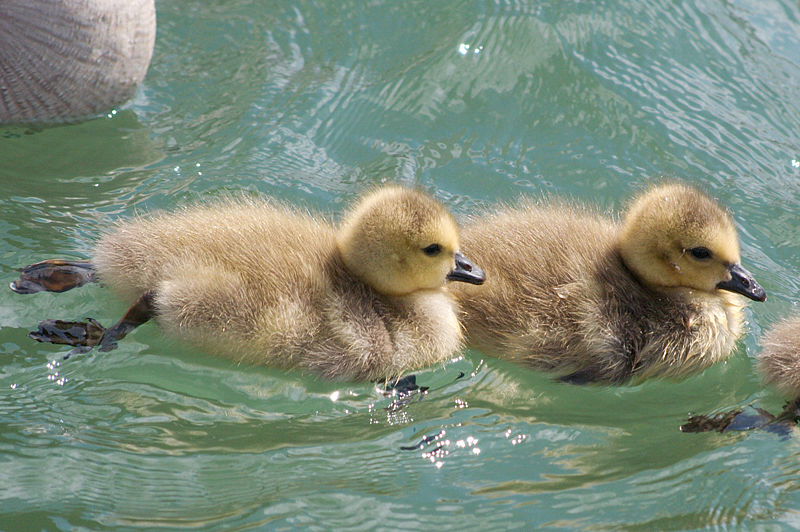 File:Branta canadensis 6145.jpg