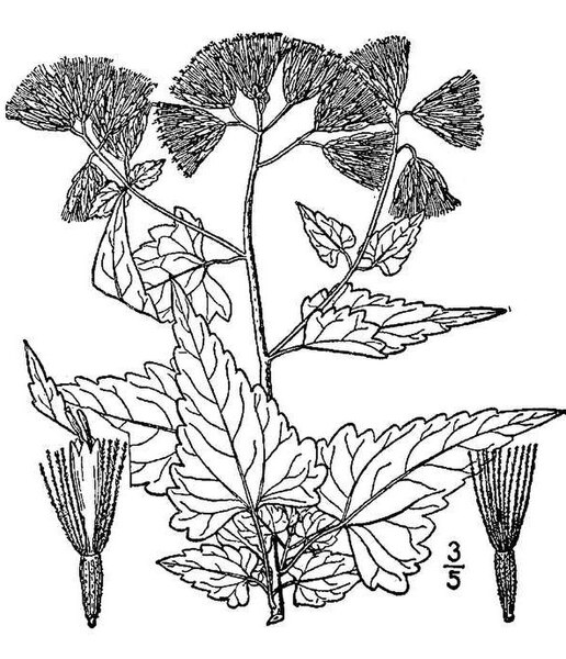 File:Brickellia grandiflora BB-1913.jpg