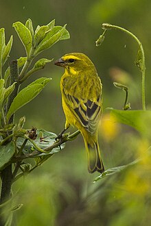 Brimstone Canary - Uganda H8O4066 (22647799309).jpg