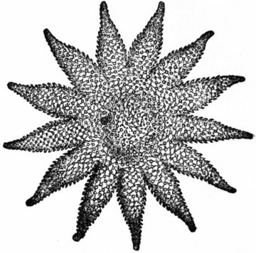 Britannica Echinoderma 17.jpg