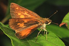 Broad-winged Skipper - Poanes viator, Eastern Neck National Wildlife Refuge, Rock Hall, Maryland - 27450892443.jpg