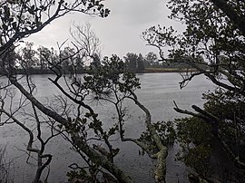 Broughton Creek di Belakang Forest.jpg