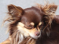 A dark brown long-coated Chihuahua portrait