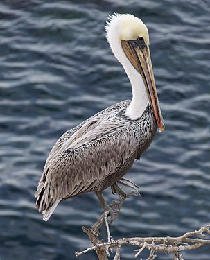 Brown pelican, La Jolla