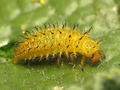 Fourth-instar larva
