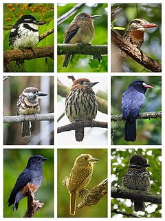 Description de l'image Bucconidae Diversity.jpg.