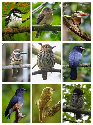 <span class="mw-page-title-main">Puffbird</span> Family of birds