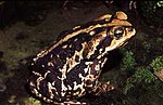 Miniatura para Rhinella icterica