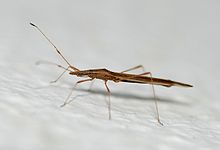 Bug veljače 2009-1.jpg