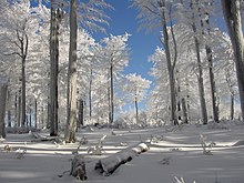 Prosluněný zimní pohled uvnitř opadaného bukového porostu pokrytého bílým sněhem a námrazou