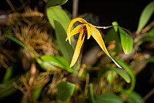 Bulbophyllum williamsii A.D.Hawkes, Lloydia 14 93 (1956) (49262007762).jpg