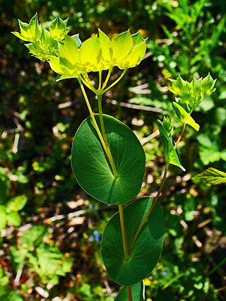 <i>Bupleurum</i> Genus of flowering plants in the celery family Apiaceae