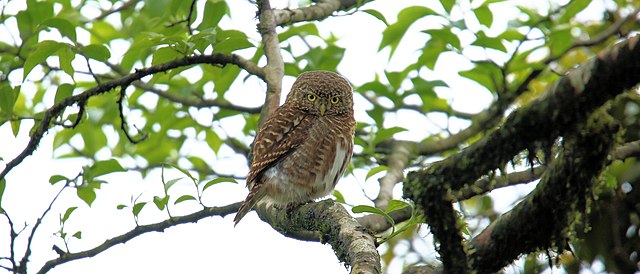 Collared owlet in Phia Oac National Park, Cao Bang, Vietnam