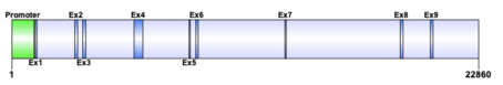 C5orf22 gene diagram. Human C5orf22 is located on chromosome 5 (5p13.3) at base pair 31,532,275 to 31,555,053. Transcript variant 1 (depicted above) encodes 9 exons.1 Promoter prediction is from Genomatix. The GXP# for the promoter is GXP_55076. Pro1, is the assigned promoter for all transcript variants. This promoter lies directly upstream from the 5' UTR and spans 1,081 base pairs. Promoter is labeled in green. Exons (Ex) are denoted in dark blue. Illustration was created using Domain Illustrator.21 C5orf22.png