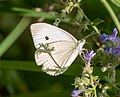 Cabbage white in Central Park (25676).jpg