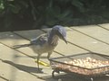 Thumbnail for File:California Scrub Jay.jpg