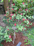 Miniatura para Calliandra tergemina