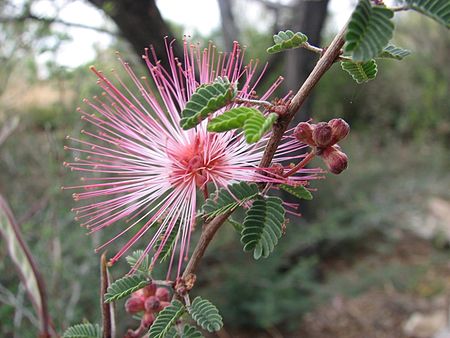 Calliandra eriophylla