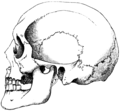 Calmuck Skull (Side).png